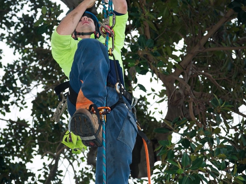 Qualified arborist working in a mature tree during a property survey in Rhondda Cynon Taf