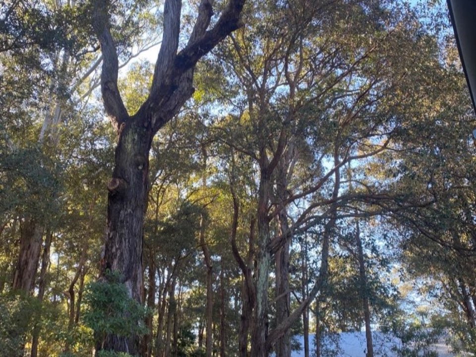 Mature trees in a Rhondda Cynon Taf parkland setting due for routine re-inspection
